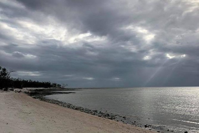Marco Island: 2-Hour Dolphin, Birding, and Shelling Tour - Is $650 a good value for your group?