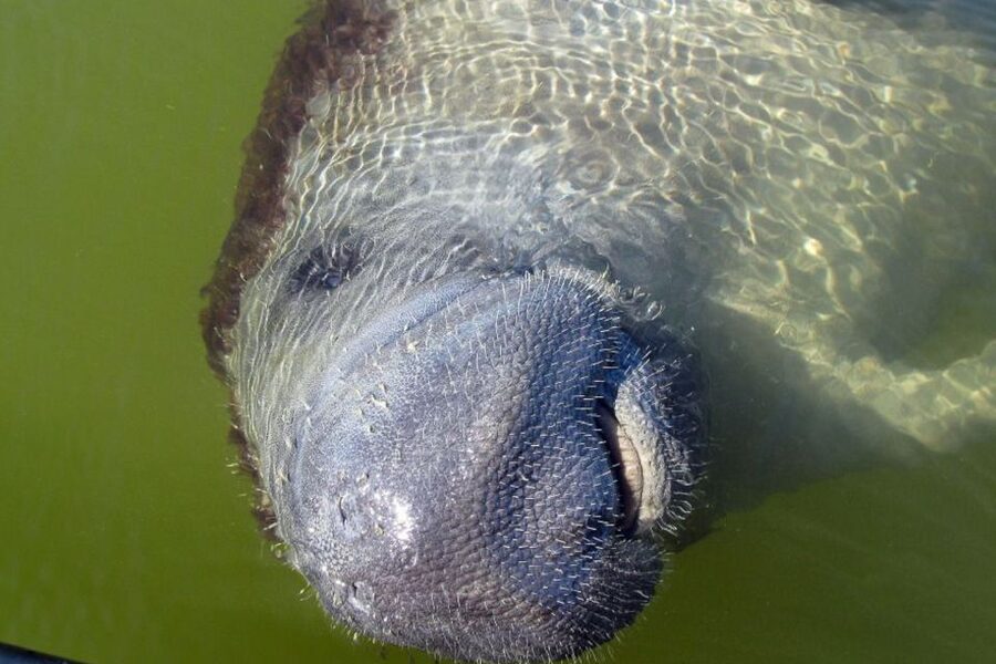 Marco Island: 2-Hour Dolphin, Birding, and Shelling Tour - What to bring and how to dress