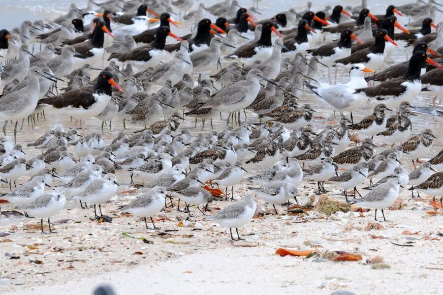 Marco Island: 2-Hour Dolphin, Birding, and Shelling Tour - Should you book the Ten Thousand Islands tour?