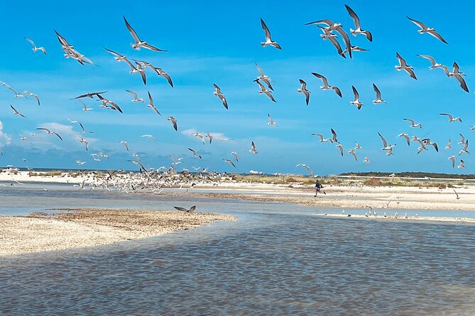 Marco Island and 10,000 Islands Sightseeing with Dolphin Tour - What the $99 price gives you
