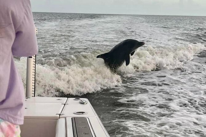 Marco Island Dolphin & Eco Tour – Private 2 Hour Wildlife Cruise - Dolphins, Manatees, and the Limits of Wildlife Watching