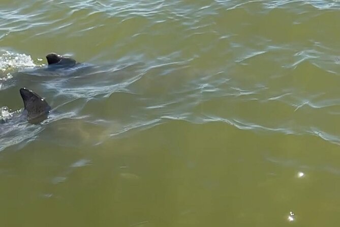 Marco Island Dolphin & Eco Tour – Private 2 Hour Wildlife Cruise - Practical Details That Can Affect Your Day