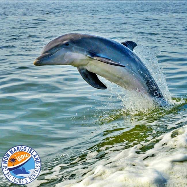 Marco Island: Dolphin Jet Ski Tour - Why this Marco Island ride feels different from a standard jet ski rental