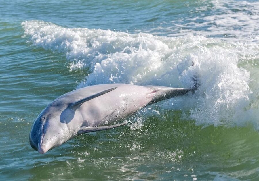 Marco Island: Dolphin, Shelling, Beach & Ten Thousand Island - Captains who make the difference