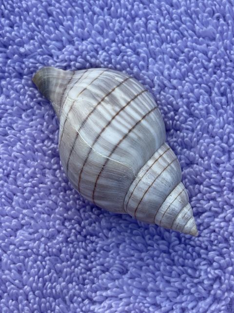 Marco Island: Dolphin, Shelling, Beach & Ten Thousand Island - Shelling on quiet islands