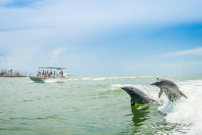 Marco Island Dolphin Sightseeing Tour - Key points at a glance