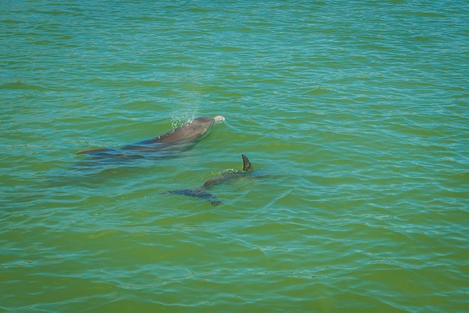 Marco Island Dolphin Sightseeing Tour - Finding dolphins in the local waterways