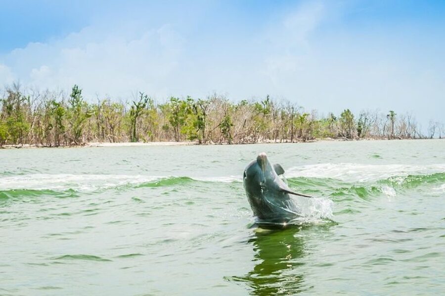 Marco Island: Dolphin-Watching Boat Tour - Cruising into the Ten Thousand Islands