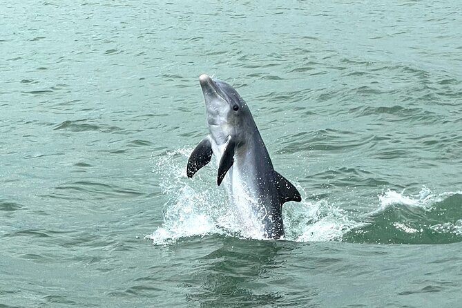 Marco Island Dolphin Watching & Tubing Adventure - A private format that suits families
