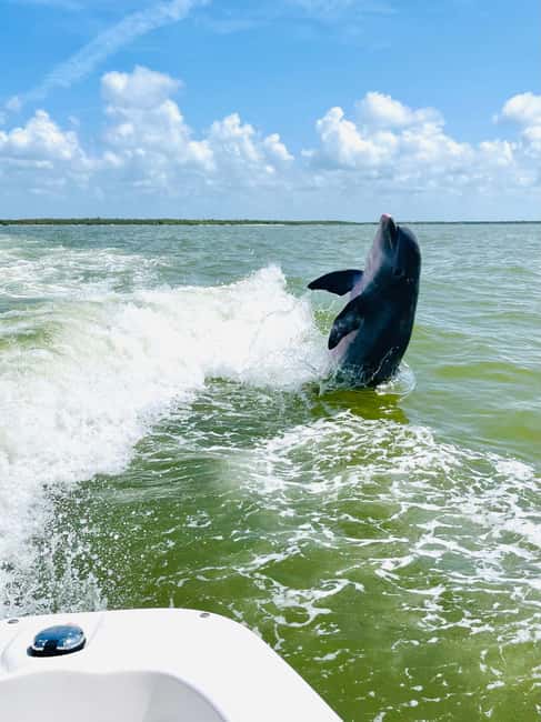 Marco Island: Private Shelling & Dolphin Excursion - Stopping on an uninhabited barrier island