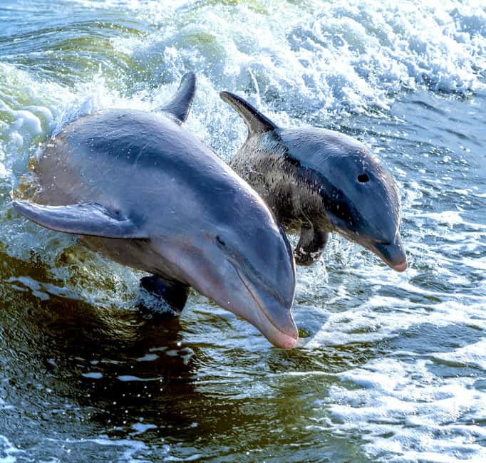 Marco Island: Private Shelling & Dolphin Excursion - Who will enjoy this most