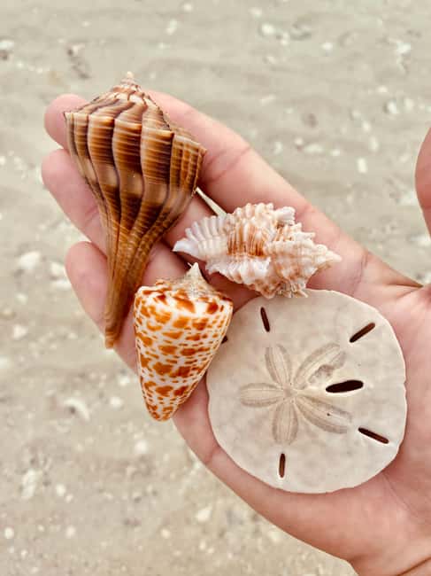 Marco Island: Private Shelling & Dolphin Excursion - Leaving from 750 Palm Point Drive