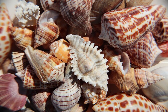 Marco Island Private Tubing, Dolphin Watching and Shelling Tour - A quiet barrier island for shells and swimming