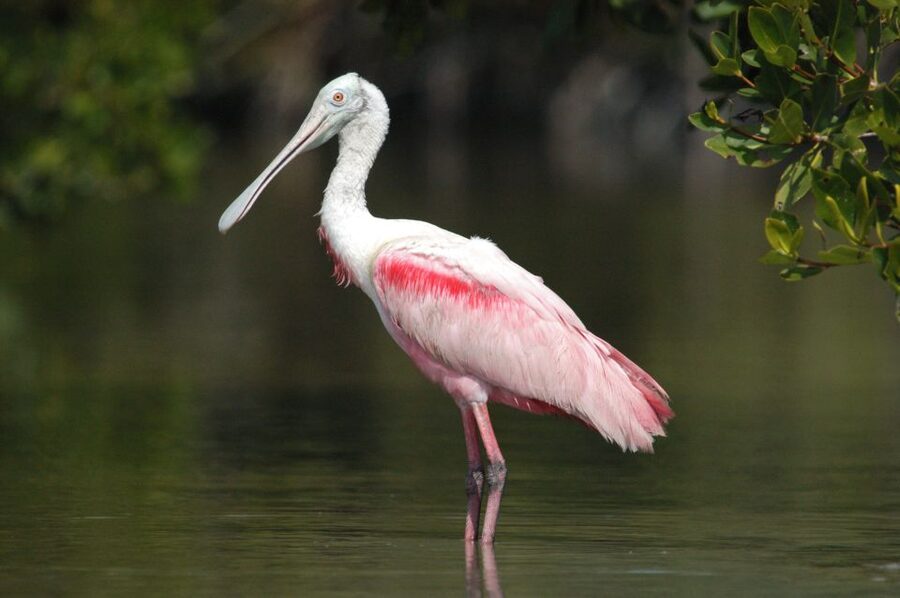 Marco Island: Ten Thousand Islands Shelling & Dolphin Tour - Booking details and practical advice