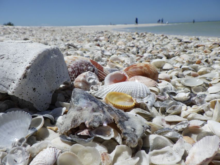 Marco Island: Ten Thousand Islands Shelling & Dolphin Tour - Cruising through the Ten Thousand Islands