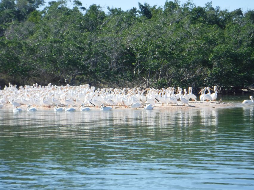 Marco Island: Ten Thousand Islands Shelling & Dolphin Tour - Walking onto a barrier island beach