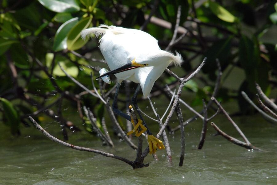 Marco Island: Ten Thousand Islands Shelling & Dolphin Tour - Is $159 a fair price?