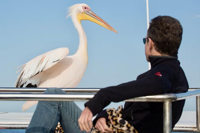Marine Dolphin Seal Cruise - Key points to know before you book