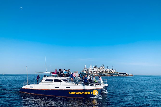 Marine Dolphin Seal Cruise - Searching for dolphins, whales, and sunfish