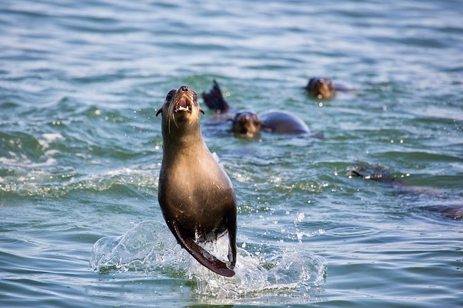 Marine Dolphin Seal Cruise - Who will enjoy this cruise most