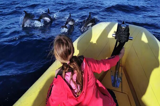 Marine Safari Dolphins in their natural habitat - Key points to know before you book