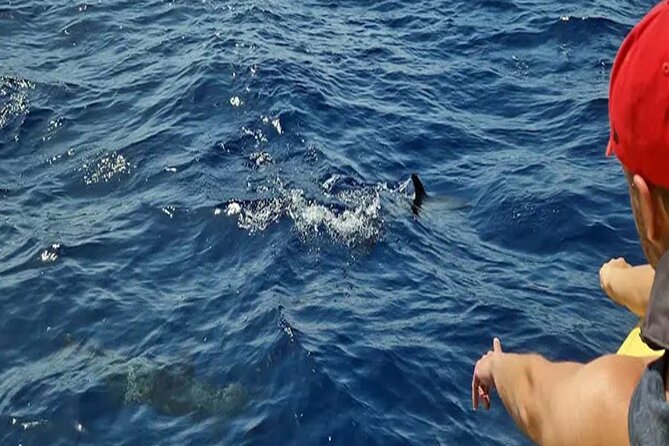 Marine Safari Dolphins in their natural habitat - A group size that keeps the outing personal