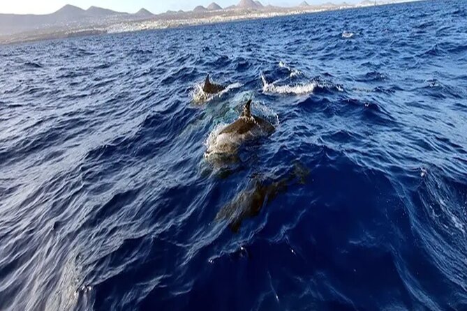 Marine Safari Dolphins in their natural habitat - Who will enjoy the Waverider most
