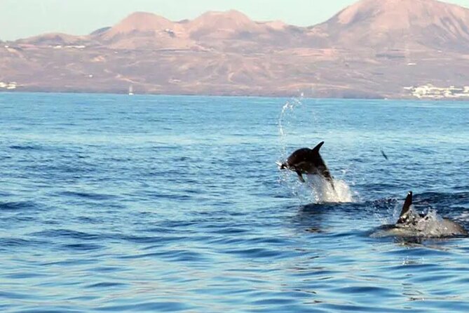 Marine Safari Dolphins in their natural habitat - Searching the east coast for dolphins and turtles
