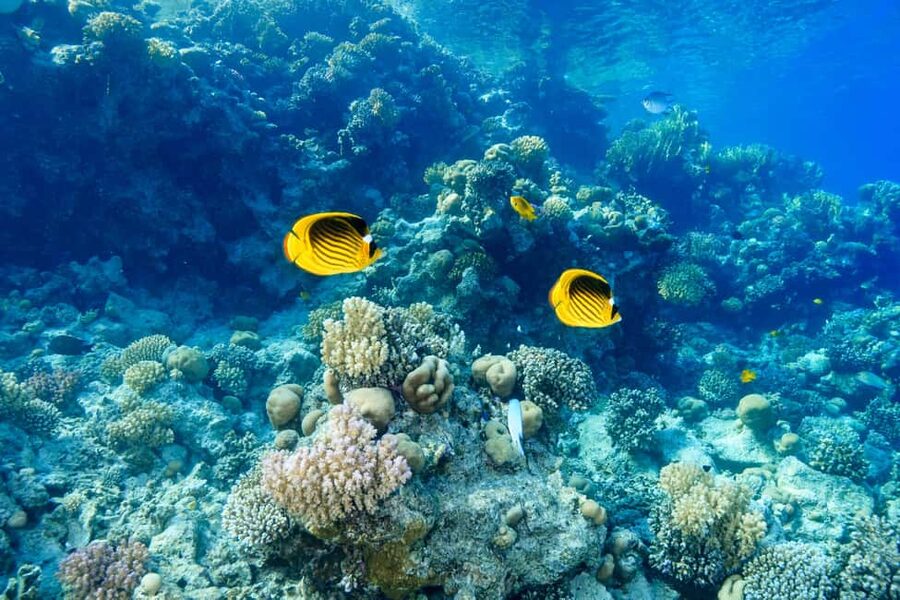 Marsa Alam: Dolphin House Adventure at Shaab Samadai Reef - Who will enjoy this Shaab Samadai trip?