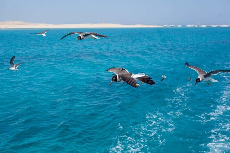 Marsa Alam: Dolphin House Adventure at Shaab Samadai Reef - Shaab Samadai and the appeal of Dolphin House