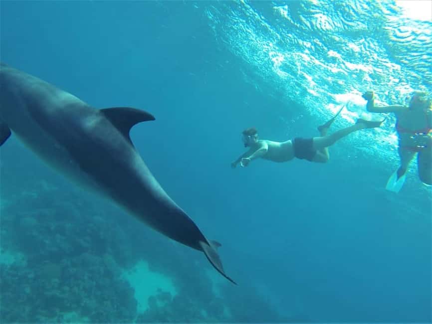 Marsa Alam: Dolphin House Adventure at Shaab Samadai Reef - Looking for spinner dolphins in the wild