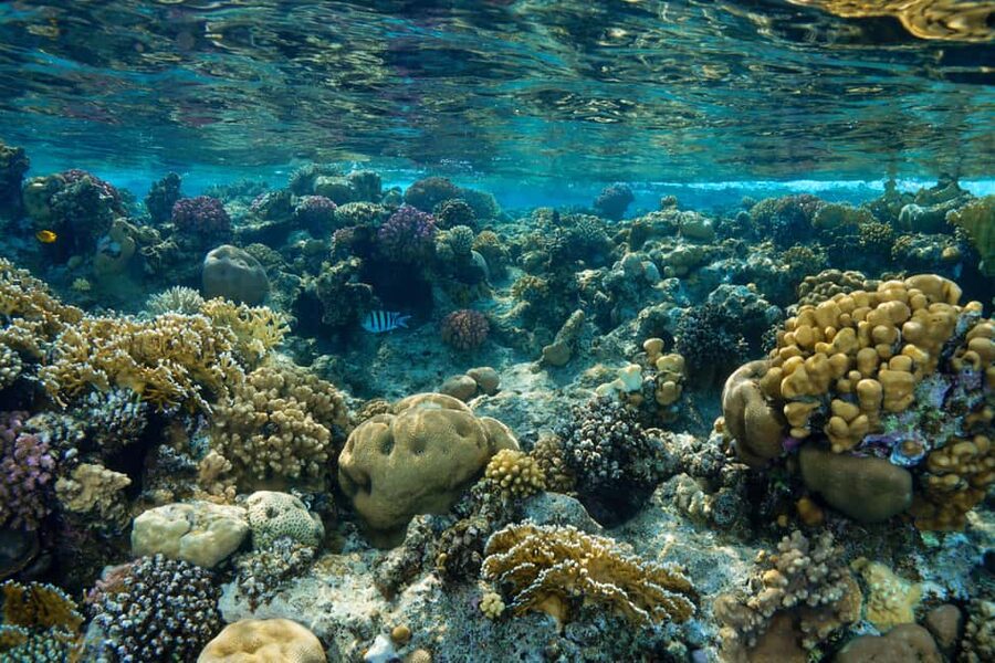 Marsa Alam: Dolphin House Adventure at Shaab Samadai Reef - The second snorkeling session