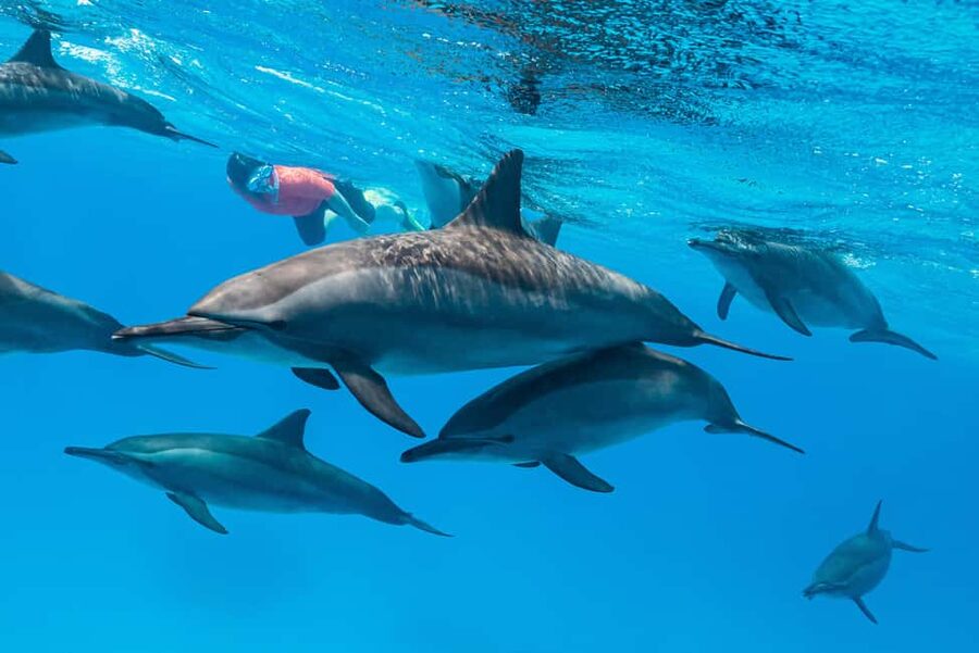 Marsa Alam: Dolphin House Adventure at Shaab Samadai Reef - Safety, guides, and the shape of the day
