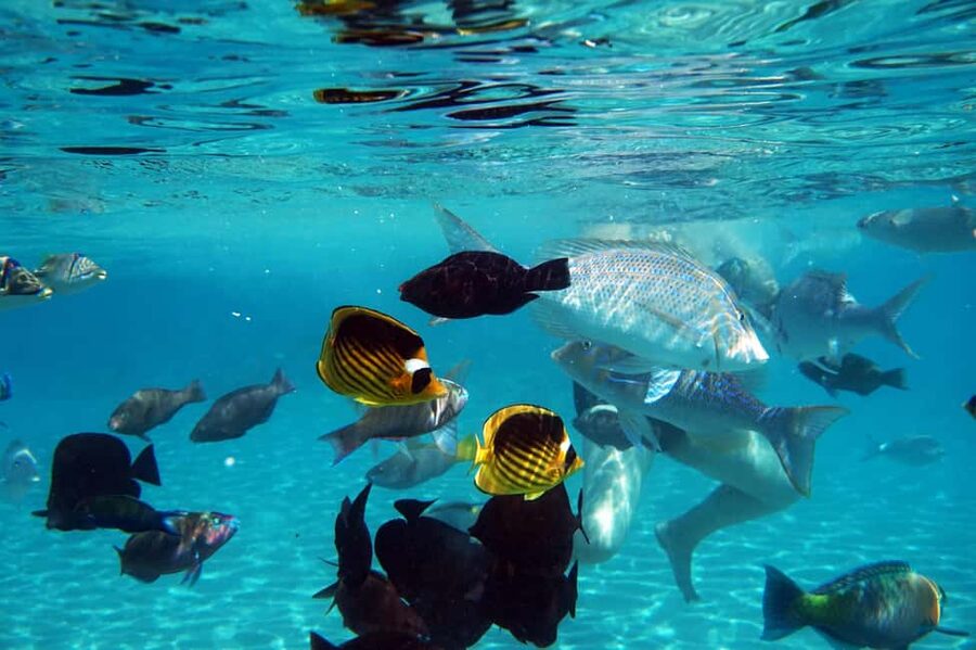 Marsa Alam: Dolphin House Adventure at Shaab Samadai Reef - Is $69 a fair price?