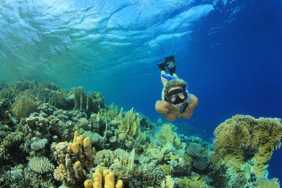 Marsa Alam:Sataya Reefs Dolphin Snorkeling Cruise with Lunch - Key Points Before You Book