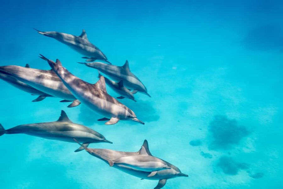 Marsa Alam:Sataya Reefs Dolphin Snorkeling Cruise with Lunch - Timing, Weather, and Dolphin Expectations