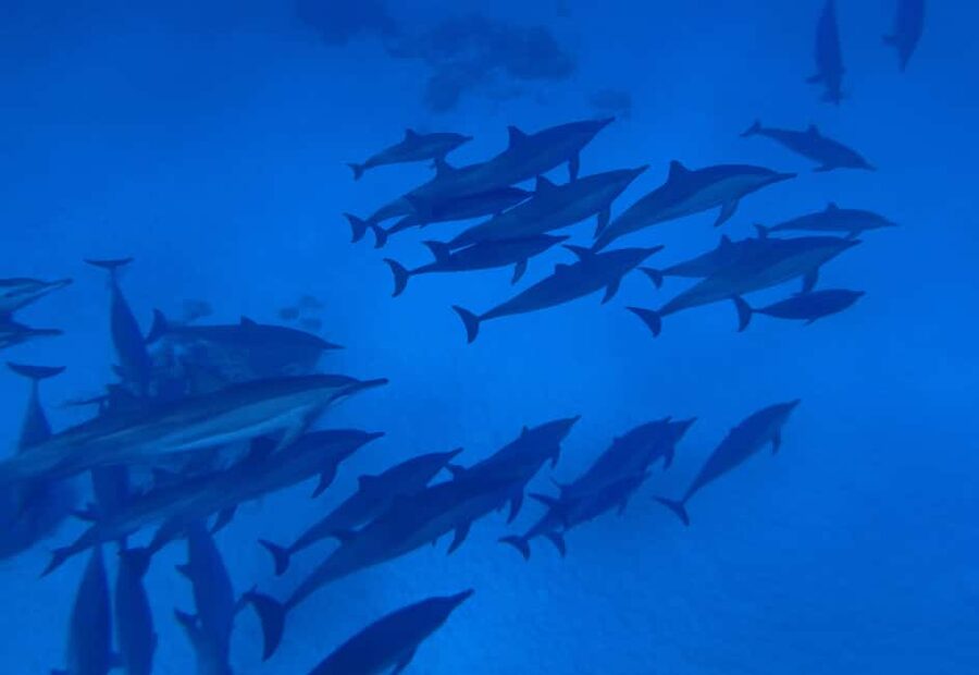Marsa Alam:Sataya Reefs Dolphin Snorkeling Cruise with Lunch - Two Snorkeling Sessions With Reef Fish