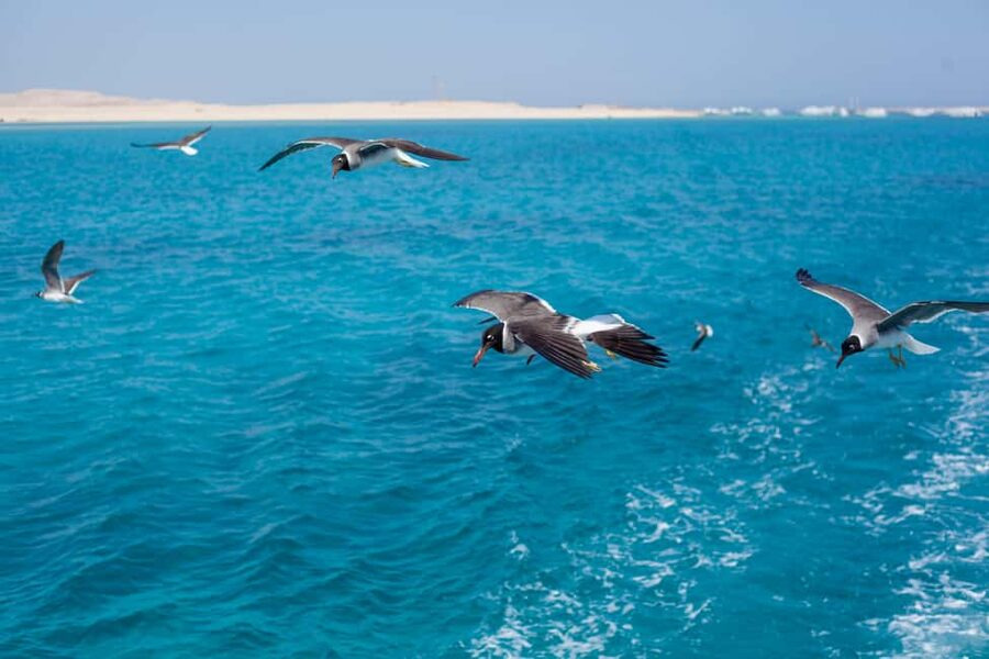 Marsa Alam:Sataya Reefs Dolphin Snorkeling Cruise with Lunch - Is the $90 Price Good Value?
