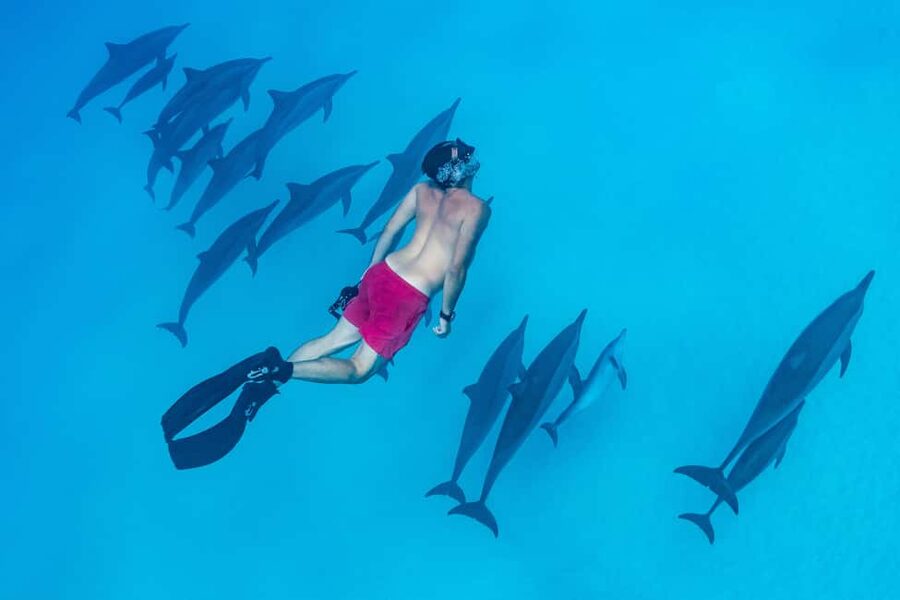 Marsa Alam:Sataya Reefs Dolphin Snorkeling Cruise with Lunch - Who Should Choose This Trip?