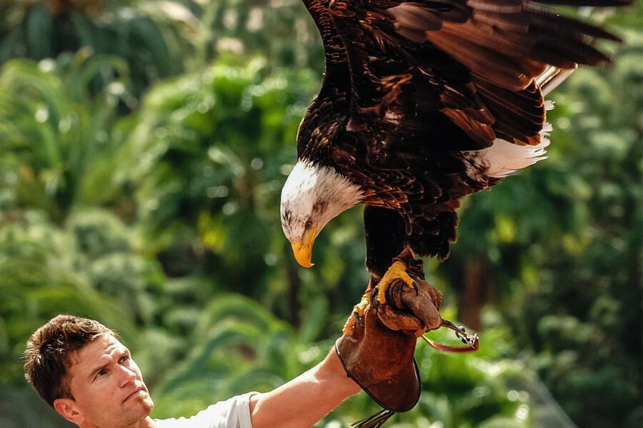Maspalomas: Palmitos Park Ticket with Dolphin and Bird Shows - Key points to know before you go