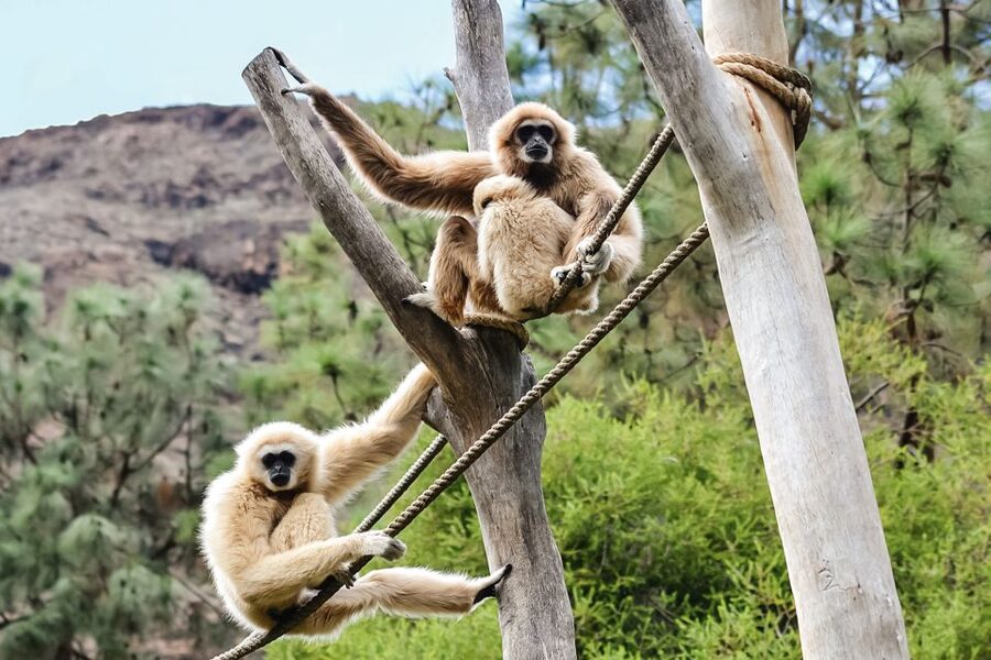 Maspalomas: Palmitos Park Ticket with Dolphin and Bird Shows - The setting near Maspalomas