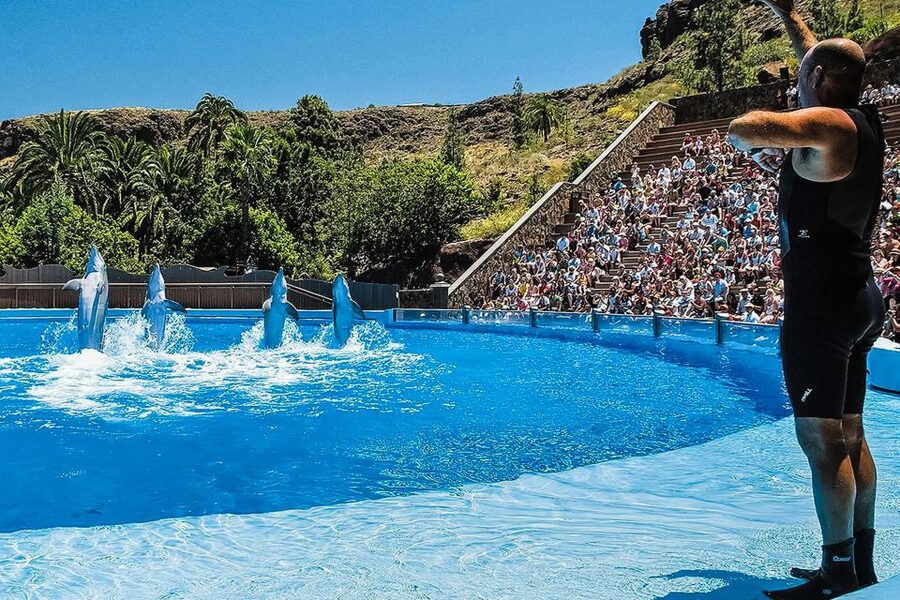 Maspalomas: Palmitos Park Ticket with Dolphin and Bird Shows - Aquarium, butterflies, and orchids