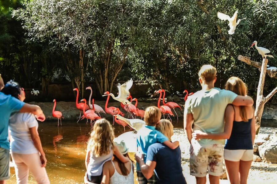 Maspalomas: Palmitos Park Ticket with Dolphin and Bird Shows - Reptiles, caimans, and the Komodo dragon