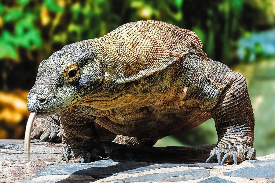 Maspalomas: Palmitos Park Ticket with Dolphin and Bird Shows - Primates, meerkats, and smaller animals