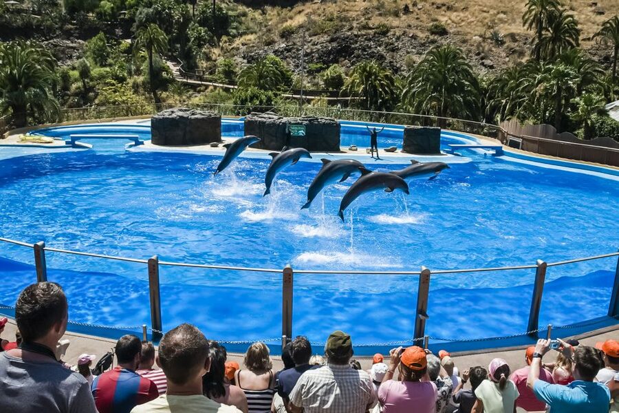 Maspalomas: Palmitos Park Ticket with Dolphin and Bird Shows - Start with the show schedule