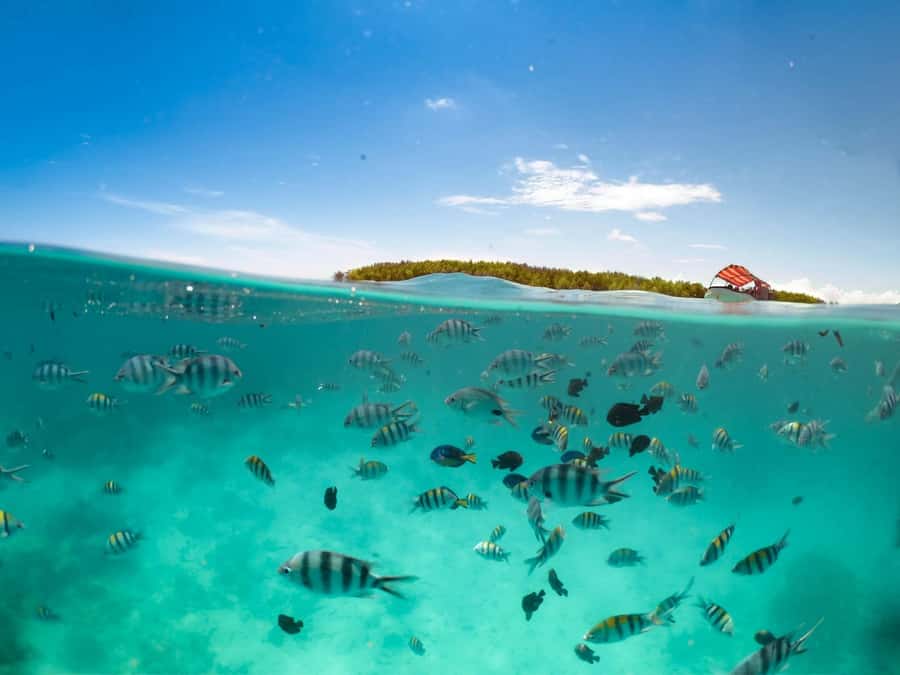 Matemwe: Mnemba Island Dolphin & Snorkeling Boat Trip - Sandbar time, swimming, and fruit