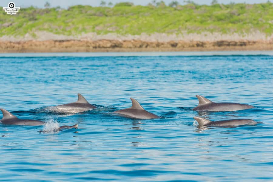 Matemwe: Mnemba Island Dolphin & Snorkeling Boat Trip - Who will enjoy this morning most