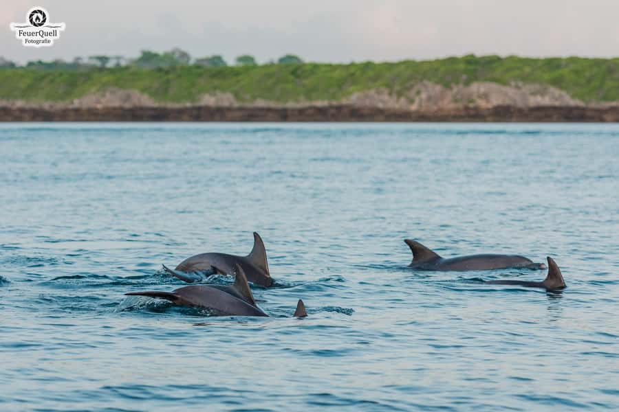 Matemwe: Mnemba Island Dolphin & Snorkeling Boat Trip - The run to Mnemba Island
