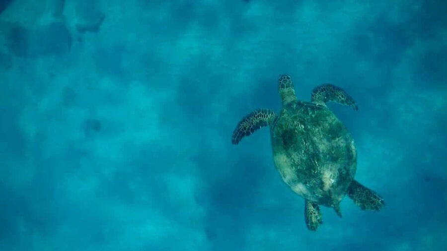 Maui and Lanai: Snorkel and Dolphin Adventure Tour - Key points to know before booking