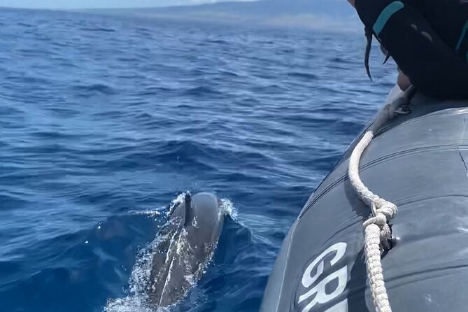 Maui Eco-Raft: 2 Hour Dolphin Watch Sightsee Tour (Semi-Private) - Key points to know before you book